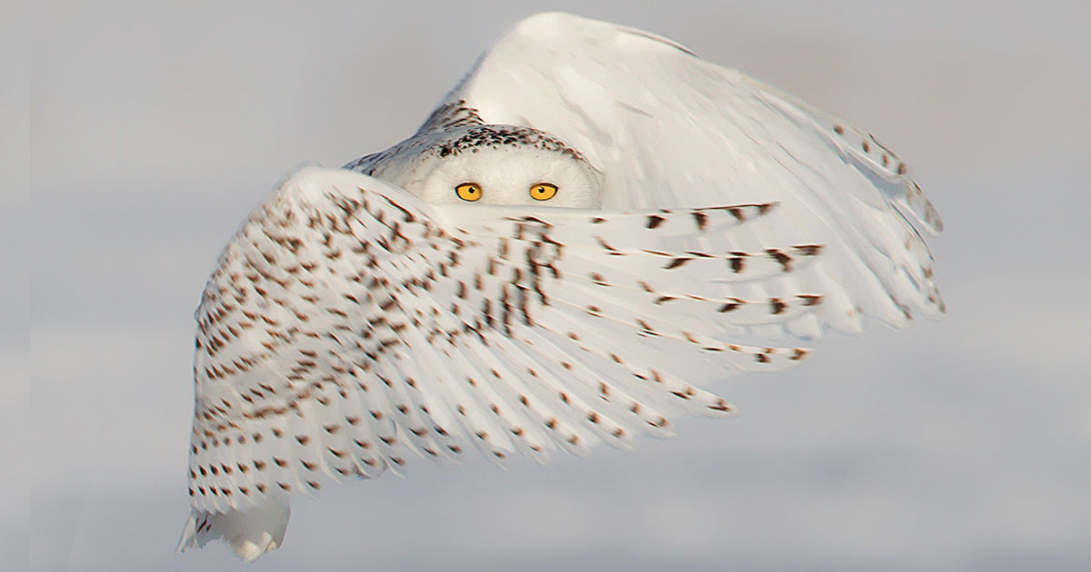 Une mystérieuse chouette blanche souligne son intense regard d’un coup d’aile