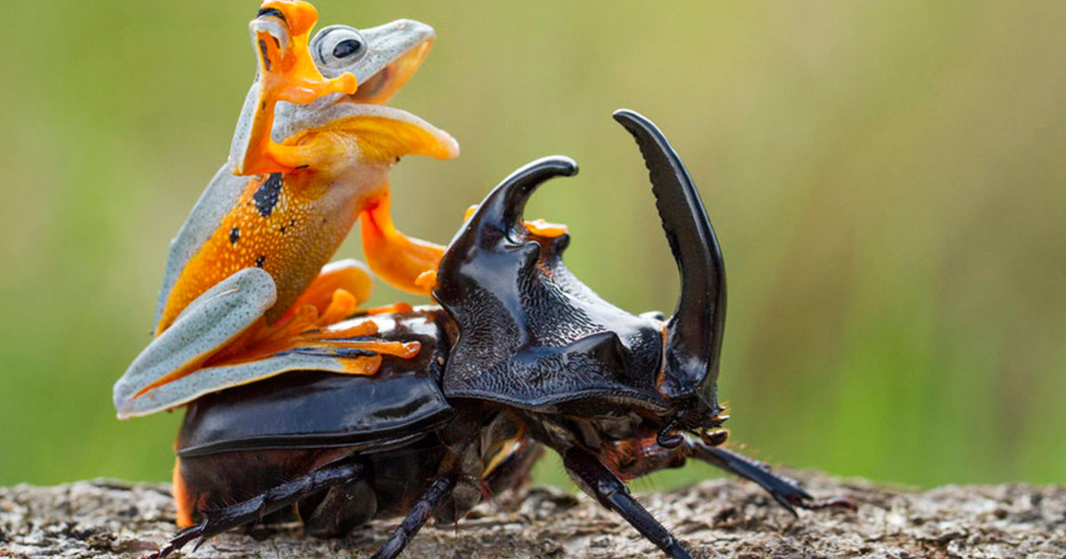 Une grenouille minuscule fait du rodéo sur le dos d’un scarabée