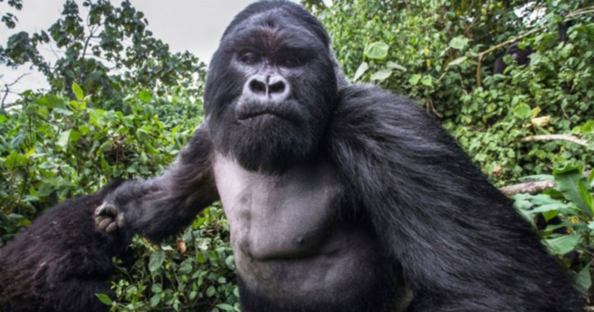 Un gorille assène un violent coup de poing à un photographe en train de l’observer
