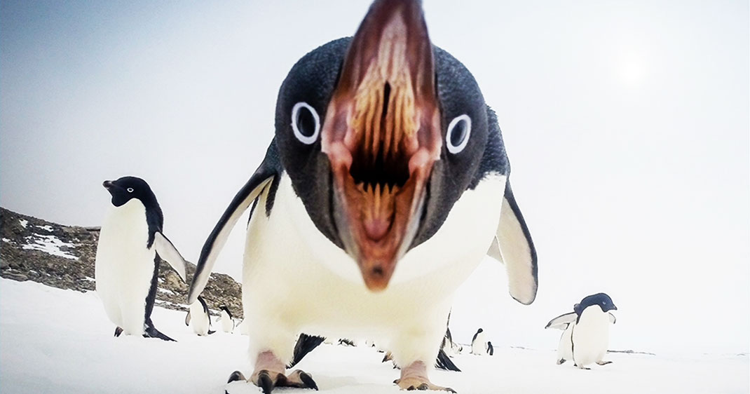 Un manchot très en colère passe à l’attaque