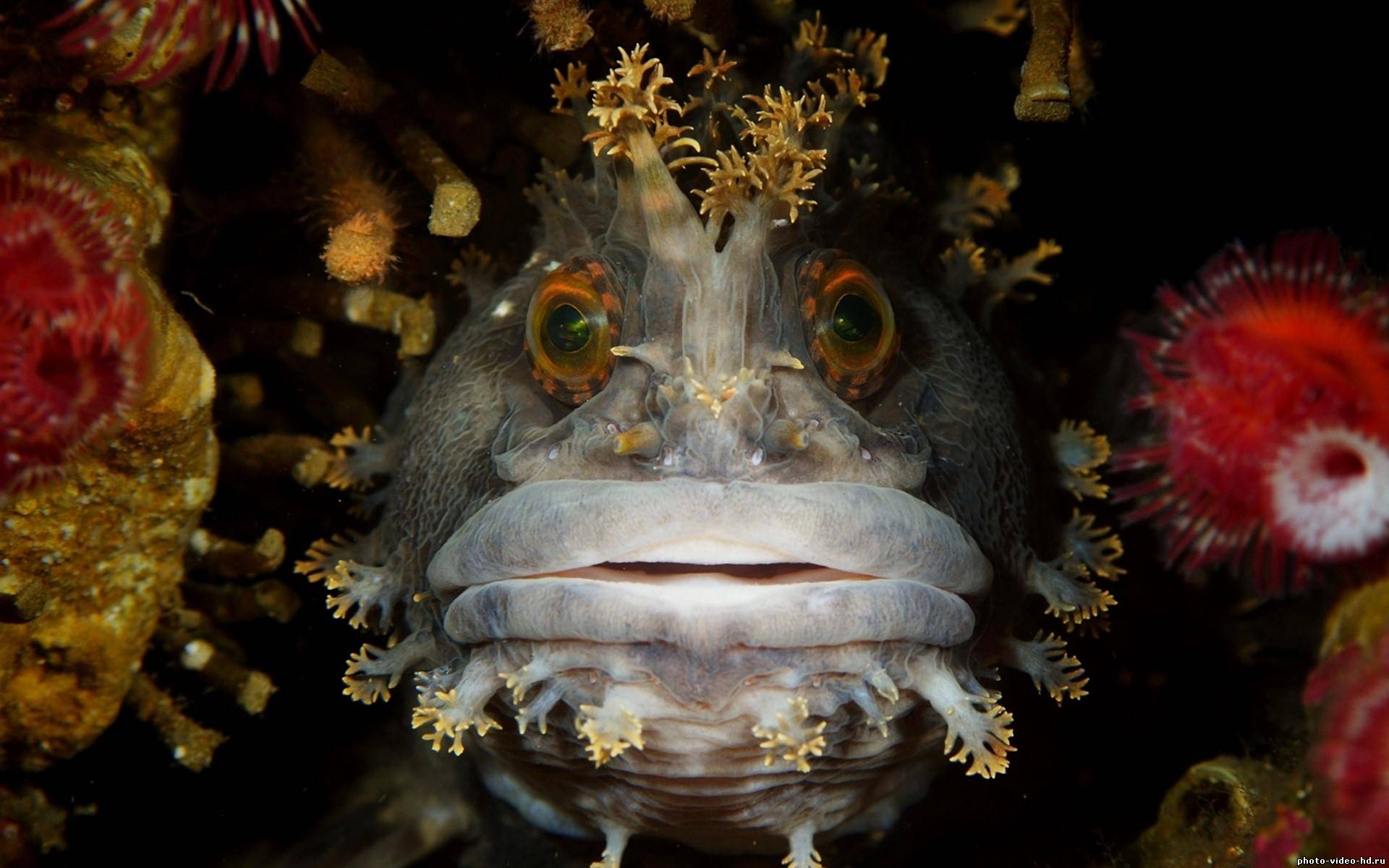 Un poisson au regard énigmatique embrasse l’objectif