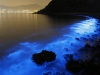 Une baie illuminée par des algues phosphorescentes aussi féeriques que dangereuses