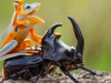Une grenouille minuscule fait du rodéo sur le dos d’un scarabée