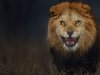 Un lion terrifiant se prépare à attaquer sa proie… le photographe qui l’immortalise
