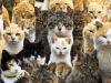 L’île d’Aoshima, véritable paradis pour les chats