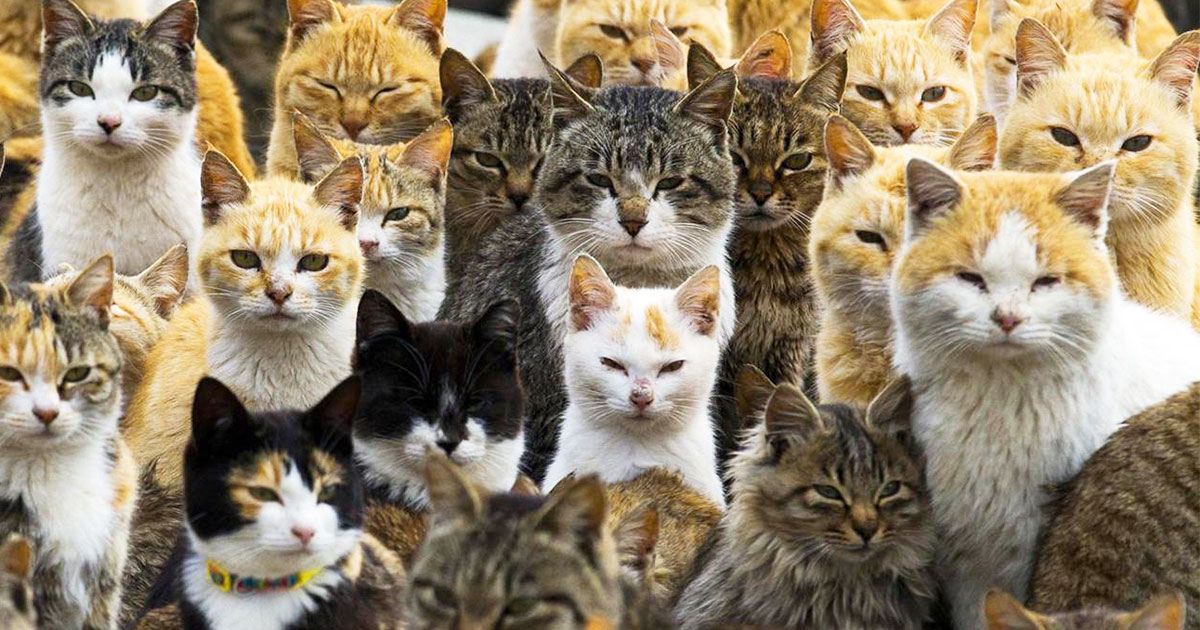 L’île d’Aoshima, véritable paradis pour les chats
