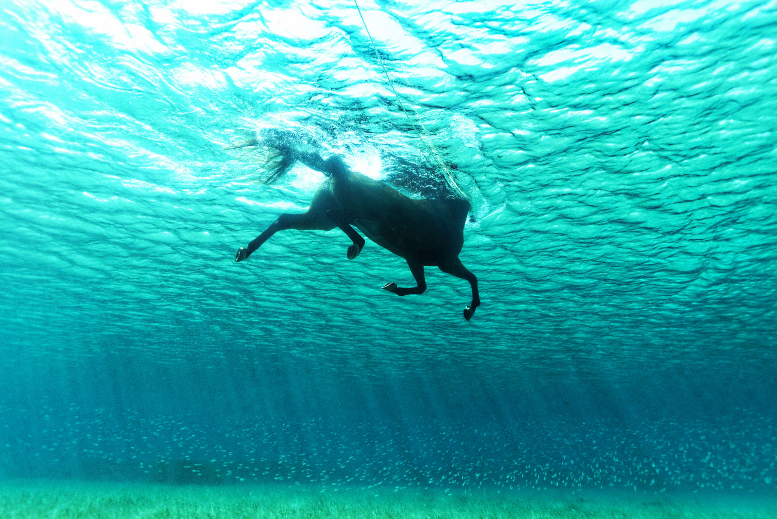 L’incroyable galopée aquatique d’un cheval