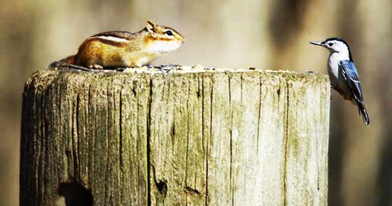 La rencontre inattendue d’un écureuil et d’un oiseau