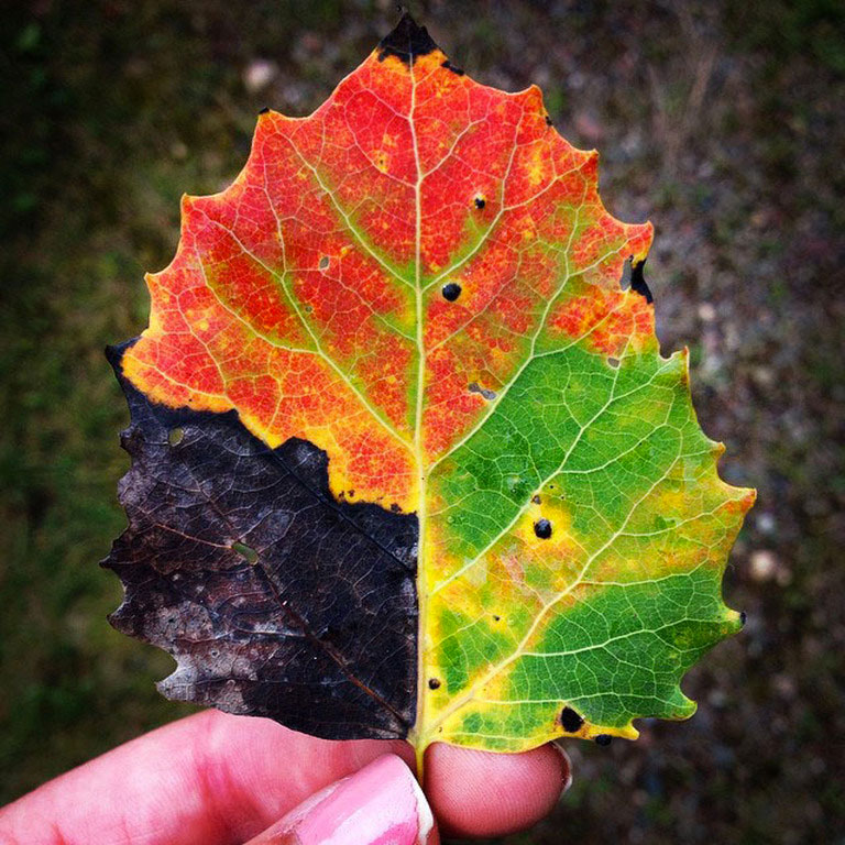 Une feuille tricolore marque l’arrivée de l’automne de la plus belle des façons