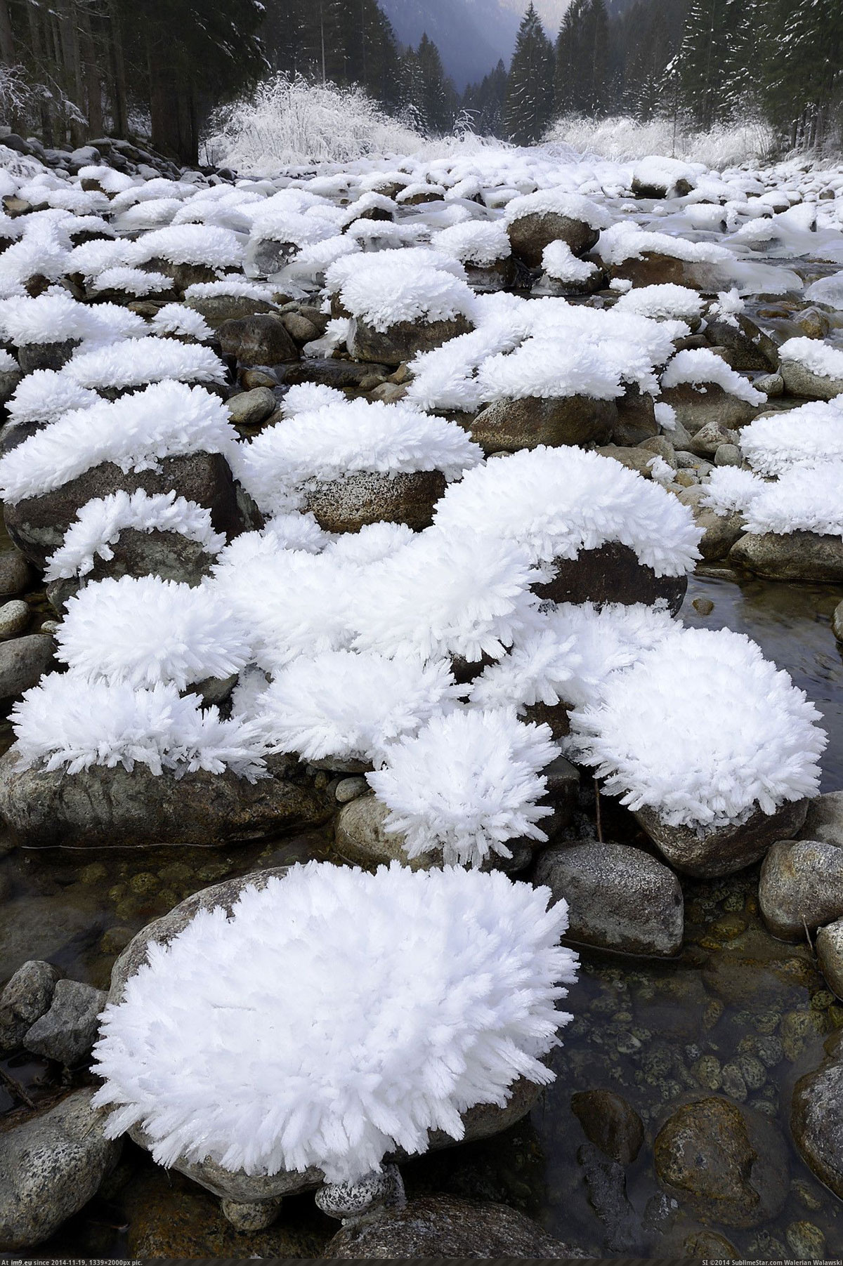 Un jardin féerique composé de fleurs de glace subtilement façonnées par la nature