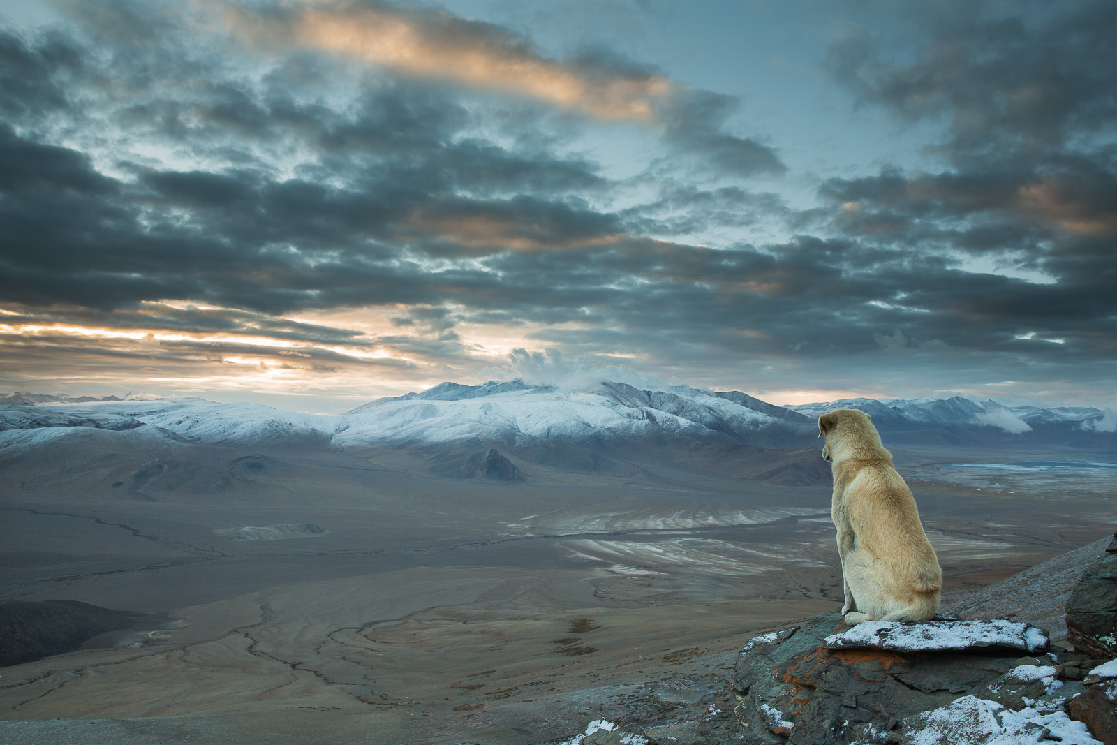 Un chien vagabond admire le lever du soleil sur les hauteurs de l’Himalaya