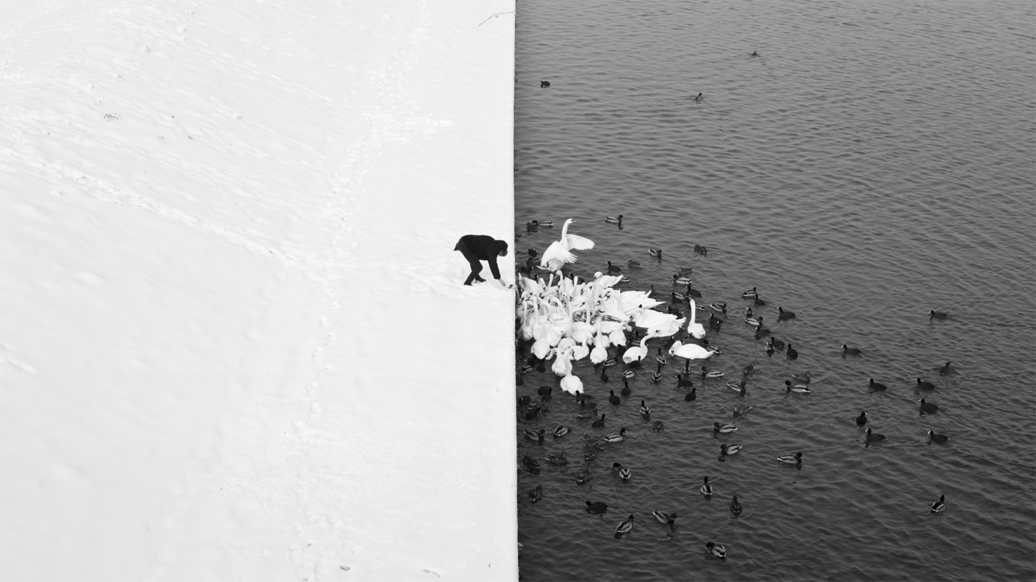 Des cygnes viennent à la rencontre d’un homme sur un rivage contrasté par l’hiver