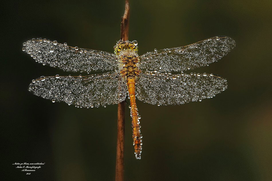 Une libellule couverte de rosée qui semble avoir des ailes de cristal