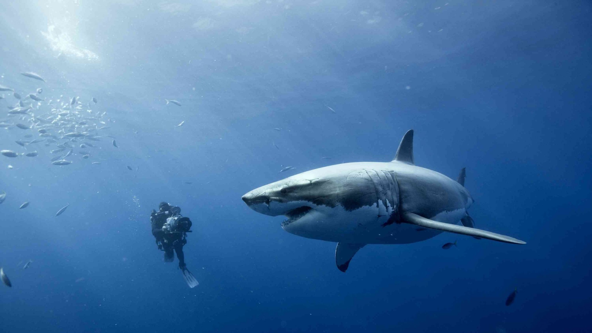 La rencontre impressionnante d’un plongeur et d’un grand requin blanc