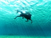 L’incroyable galopée aquatique d’un cheval