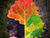 Une feuille tricolore marque l’arrivée de l’automne de la plus belle des façons