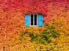 L’automne recouvre une maison de ses jolies couleurs