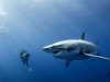 La rencontre impressionnante d’un plongeur et d’un grand requin blanc