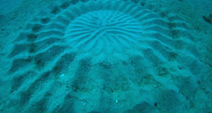 poisson-ballon-oeuvre