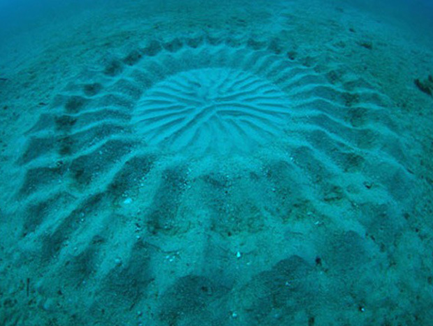 poisson-ballon-oeuvre