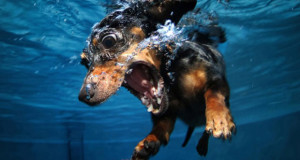 UnderwaterDogs