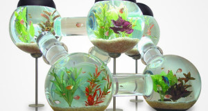 aquarium-insolite-1