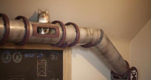 Cat Tube une