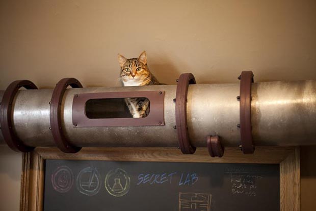 Cat Tube 2