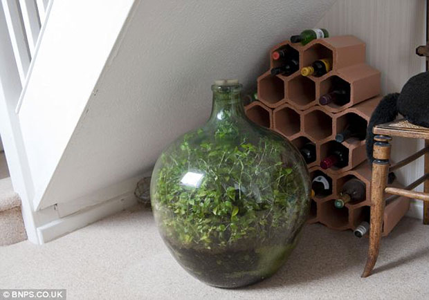 Enfermée-hermétiquement-pendant-53-ans-une-plante-a-créé-son-propre-écosystème-2