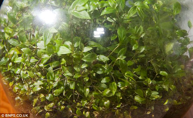 Enfermée-hermétiquement-pendant-53-ans-une-plante-a-créé-son-propre-écosystème-3