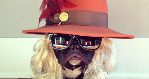 decouvrez-trotter-le-bouledogue-francais-transformiste-une