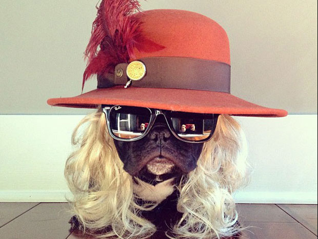 decouvrez-trotter-le-bouledogue-francais-transformiste-une