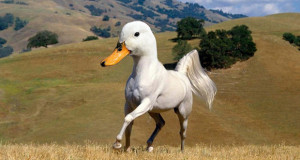 15-nouvelles-especes-danimaux-crees-grace-a-photoshop-1