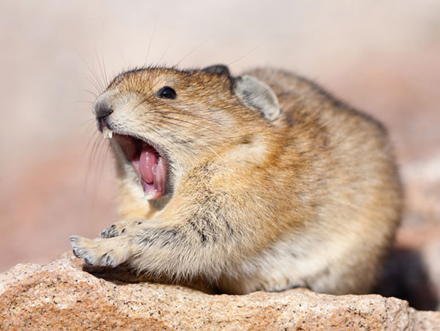 22-animaux-prets-a-succomber-au-sommeil-tentez-de-ne-pas-bailler-a-votre-tour-1