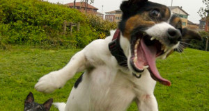 25-situations-hilarantes-ou-nos-chiens-nous-font-mourir-de-rire-1