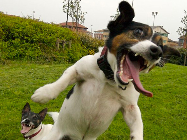 25-situations-hilarantes-ou-nos-chiens-nous-font-mourir-de-rire-1