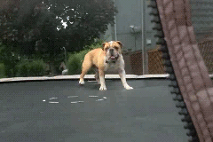 decouvrez-les-25-meilleurs-gif-qui-ont-du-chien-21