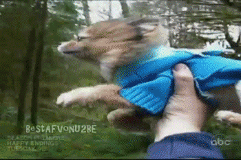 decouvrez-les-25-meilleurs-gif-qui-ont-du-chien-6