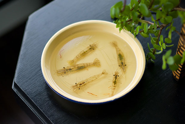 des-creatures-marines-dans-votre-assiette-grace-a-la-peinture-photorealiste-en-3d-2