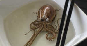 des-creatures-marines-dans-votre-assiette-grace-a-la-peinture-photorealiste-en-3d-une