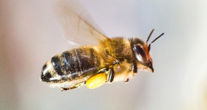 des-nanoparticules-produites-a-partir-du-venin-dabeille-tuerait-le-vihUNE