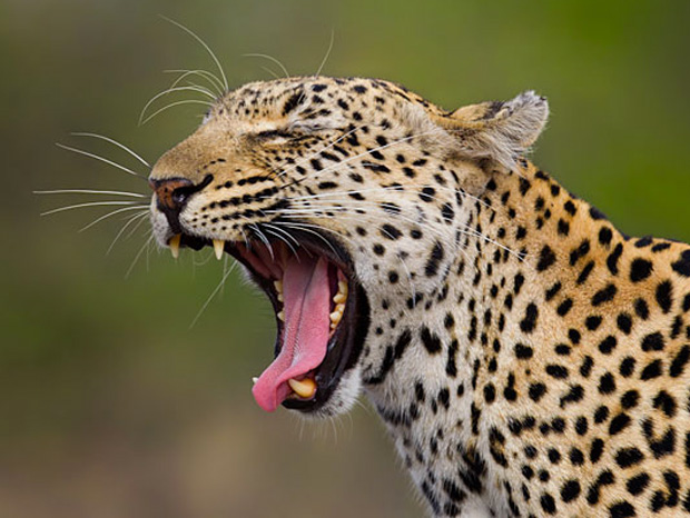 ressemer-sa-propre-recolte-est-interdit-ou-taxe-pour-les-agriculteurs-10