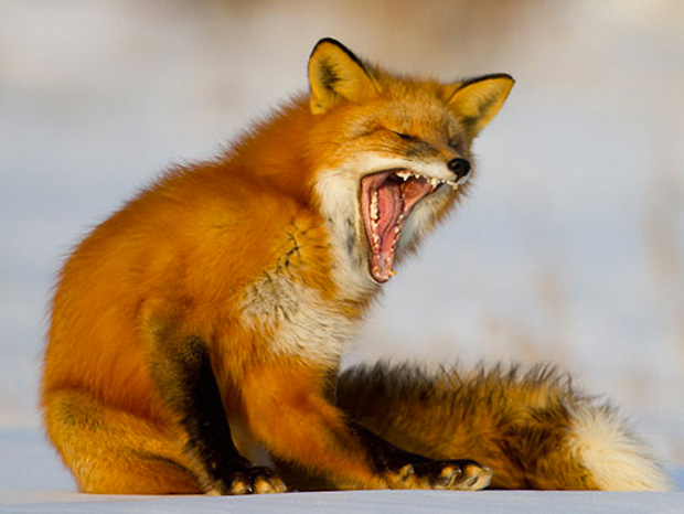 ressemer-sa-propre-recolte-est-interdit-ou-taxe-pour-les-agriculteurs-11