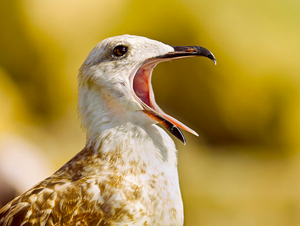 ressemer-sa-propre-recolte-est-interdit-ou-taxe-pour-les-agriculteurs-12