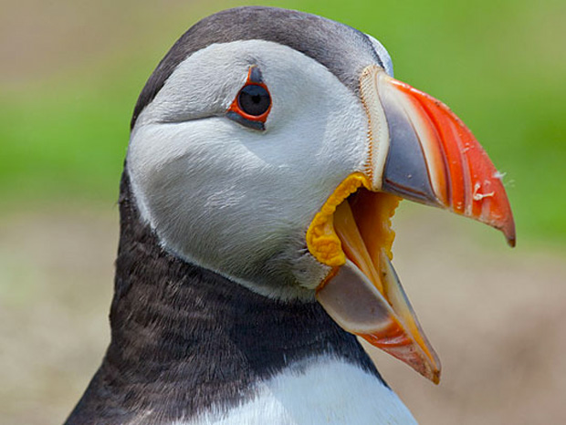 ressemer-sa-propre-recolte-est-interdit-ou-taxe-pour-les-agriculteurs-14