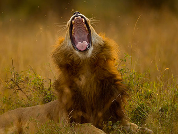 ressemer-sa-propre-recolte-est-interdit-ou-taxe-pour-les-agriculteurs-15