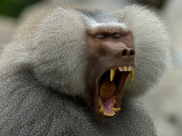 ressemer-sa-propre-recolte-est-interdit-ou-taxe-pour-les-agriculteurs-16