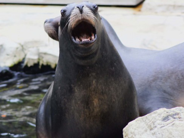 ressemer-sa-propre-recolte-est-interdit-ou-taxe-pour-les-agriculteurs-2