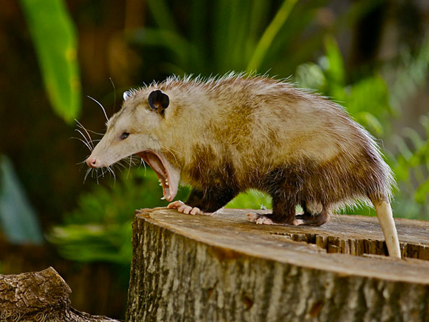 ressemer-sa-propre-recolte-est-interdit-ou-taxe-pour-les-agriculteurs-20