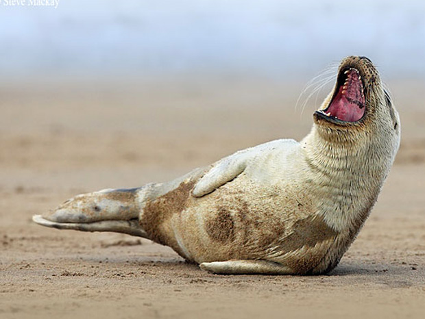 ressemer-sa-propre-recolte-est-interdit-ou-taxe-pour-les-agriculteurs-3